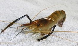 海虾养殖爆料视频大全,爆款视频大盘点